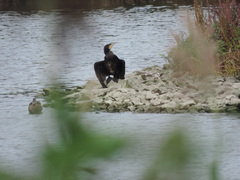 Phalacrocorax carbo