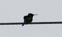 Colibri coruscans