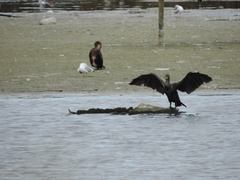 Phalacrocorax carbo