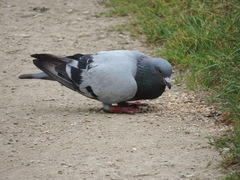 Columba livia domestica