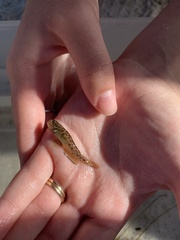 Microgobius gulosus
