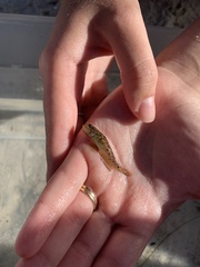 Microgobius gulosus