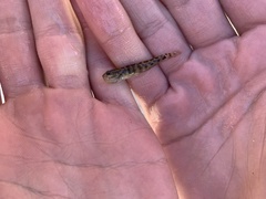 Microgobius gulosus
