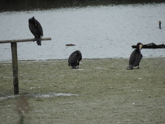 Phalacrocorax carbo