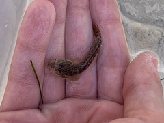 Microgobius gulosus