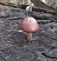 Gymnopilus thiersii