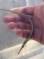 Syngnathus louisianae
