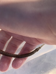 Syngnathus louisianae