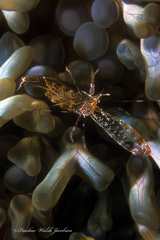 Periclimenes rathbunae