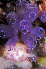 Clavelina puertosecensis