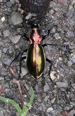 Carabus splendens