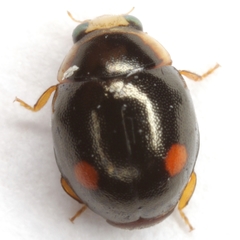 Hyperaspis oculifera