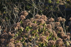 Heliocarpus terebinthinaceus