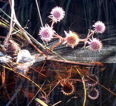 Eryngium integrifolium