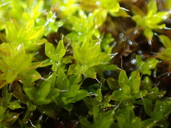 Syntrichia montana