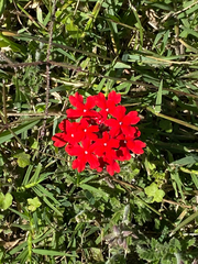 Glandularia peruviana