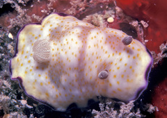 Goniobranchus rufomaculatus