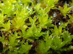 Syntrichia montana
