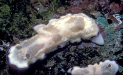 Goniobranchus rufomaculatus
