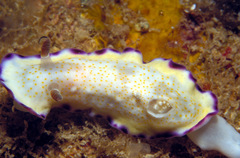 Goniobranchus rufomaculatus