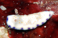 Goniobranchus rufomaculatus