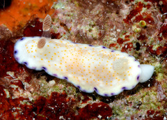 Goniobranchus rufomaculatus
