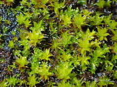 Syntrichia montana