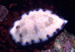 Goniobranchus rufomaculatus