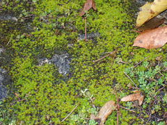 Syntrichia montana
