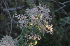Heliocarpus terebinthinaceus