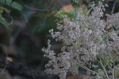 Heliocarpus terebinthinaceus