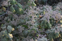 Heliocarpus terebinthinaceus