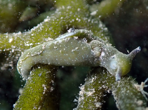 Sap-sucking Slug