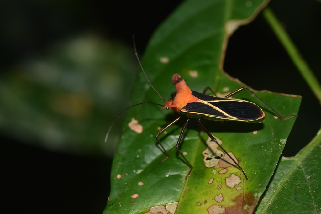 Sundarus tropicalis