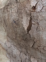 Leptomyrmex rufithorax