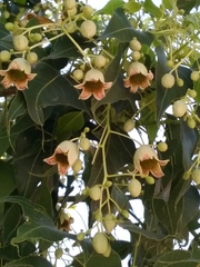 Brachychiton populneus