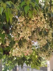 Brachychiton populneus