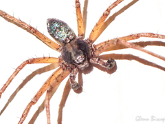 Philodromus aureolus