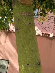 Brachychiton populneus