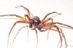 Philodromus aureolus