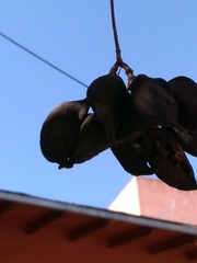 Brachychiton populneus