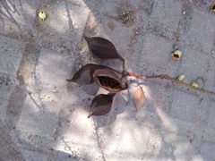 Brachychiton populneus