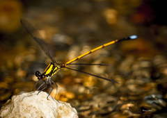 Eoargiolestes ochraceus