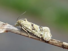 Aethes williana