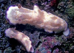 Goniobranchus rufomaculatus