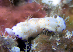 Goniobranchus rufomaculatus