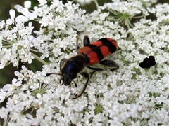 Trichodes crabroniformis