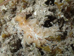 Spurilla neapolitana