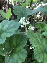 Heuchera pilosissima