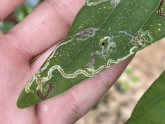 Liriomyza schmidti